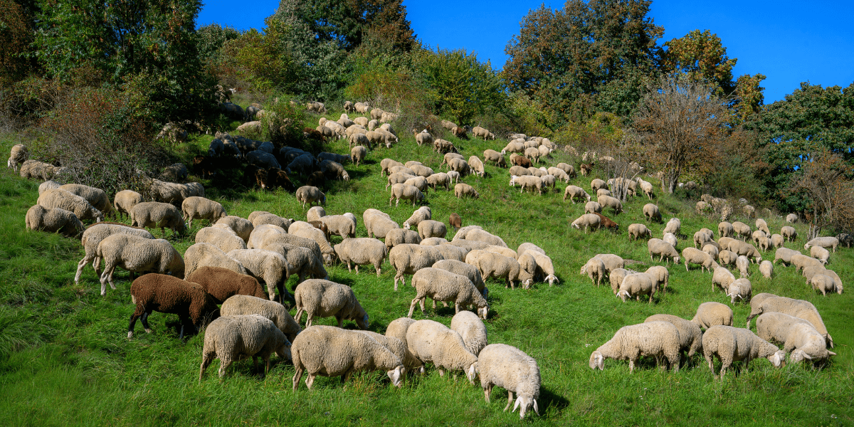 Parazitlərlə Mübarizə